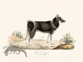 Cuvier 157 Eskimaux Dog